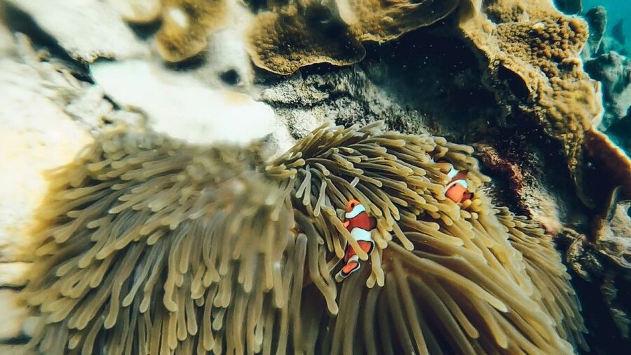 Koh Lipe: Longtail Boat Snorkeling Trip Program A - Koh Yang’s hard-coral gardens