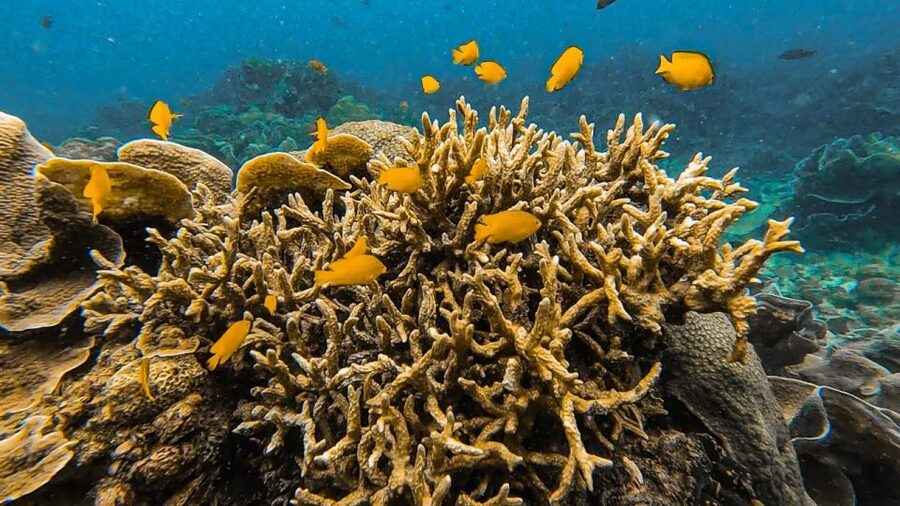 Koh Lipe: Longtail Boat Snorkeling Trip Program A - Rawi Island, lunch, and a proper break