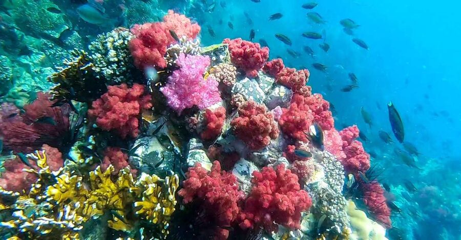 Koh Lipe: Longtail Boat Snorkeling Trip Program A - Longtail comfort, weather, and safety