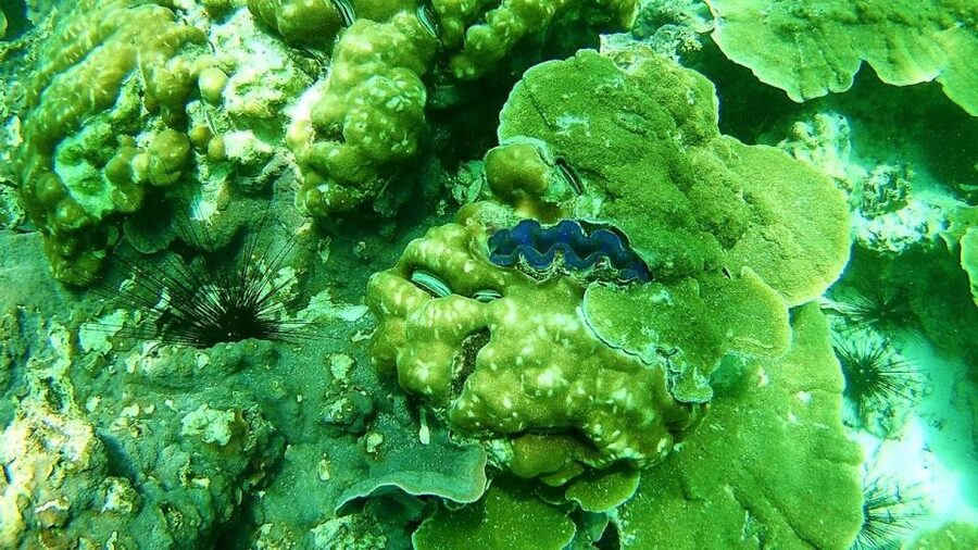Koh Lipe Snorkeling Trip 6 hours Trip1 - 11:00 a.m. at Rawi Island for sand, lunch, and a pause