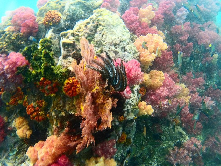Koh Lipe Snorkeling Trip 6 hours Trip1 - 1:00 p.m. at Koh Yang, a calm place for reef viewing