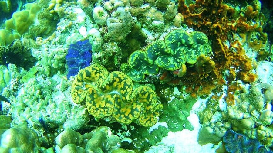 Koh Lipe Snorkeling Trip 6 hours Trip1 - 2:00 p.m. at Koh Adang’s wide Sai Sai Bay