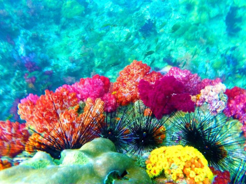 Koh Lipe Snorkeling Trip 6 hours Trip1 - 3:00 p.m. at Jabang Channel and the seven-color reef
