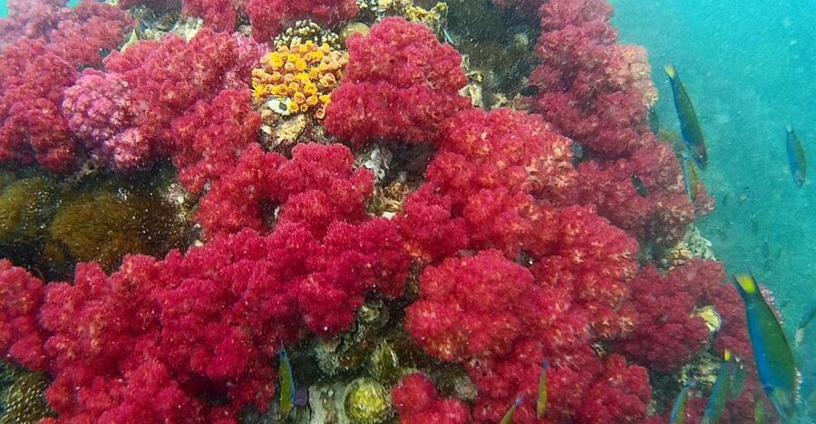 Koh Lipe Snorkeling Trip 6 hours Trip1 - 9:30 a.m. to Koh Hin Ngam and its black-rock shore