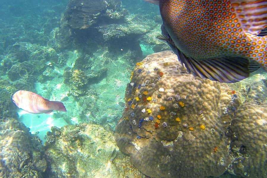 Koh Phangan: Koh Nangyuan & Koh Tao Boat Tour & Snorkeling - Who should book this Koh Phangan day trip?