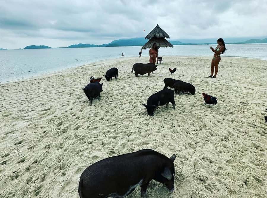 Koh Samui: Jetski Safari, Snorkeling to Pig & Virgin Islands - Pig Island and the beach stop