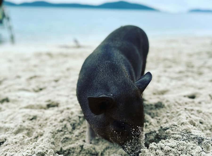 Koh Samui: Jetski Safari, Snorkeling to Pig & Virgin Islands - From Laem Sor Pagoda to open water
