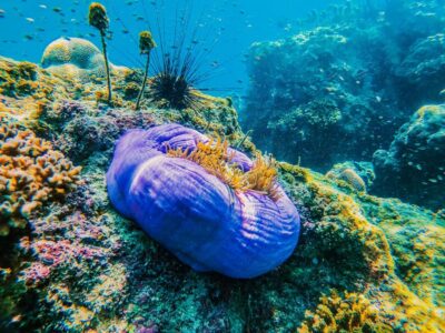 Koh Samui: Koh Tao and Nangyuan Snorkeling Tour with Lunch