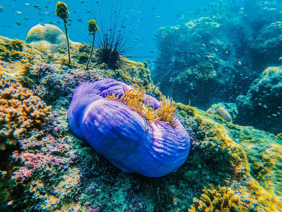 Koh Samui: Koh Tao and Nangyuan Snorkeling Tour with Lunch - Starting at Insea Speedboat Pier