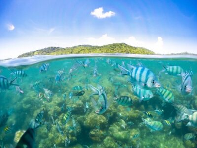 Koh Samui: Pig Island & Koh Tan Snorkeling by Speed boat