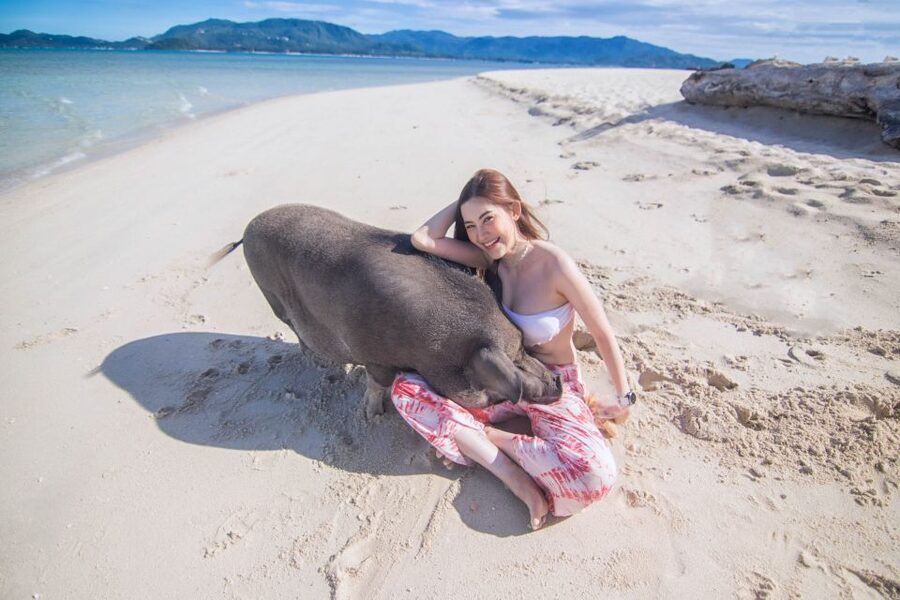 Koh Samui: Pig Island & Koh Tan Snorkeling by Speed boat - How the $52 price works out
