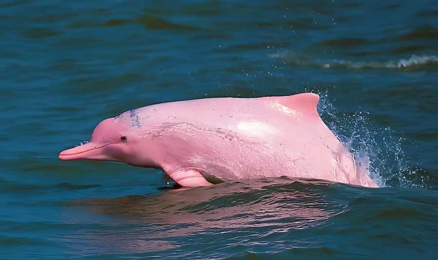 Koh Samui: Pink Dolphin, Pig Island, and Snorkeling Day Trip - Why this day trip works so well