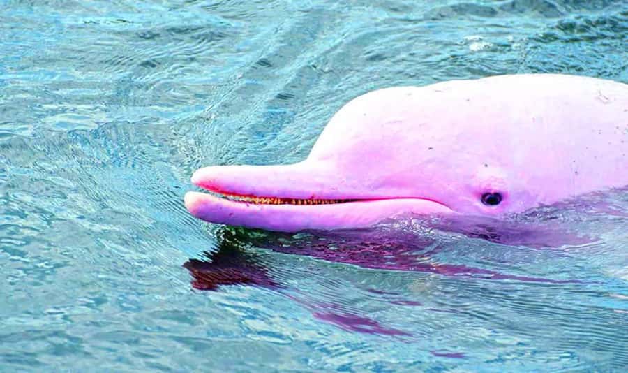 Koh Samui: Pink Dolphin, Pig Island, and Snorkeling Day Trip - Pancake Rock and the route to Koh Tan