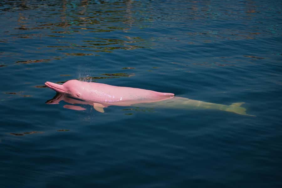 Koh Samui: Pink Dolphin, Pig Island, and Snorkeling Day Trip - Pig Island, the highlight for many people
