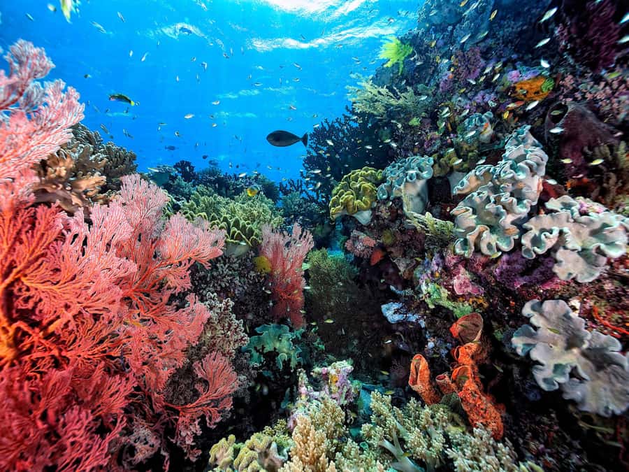 Koh Samui: Pink Dolphin, Pig Island, and Snorkeling Day Trip - Who should book this Koh Samui outing?