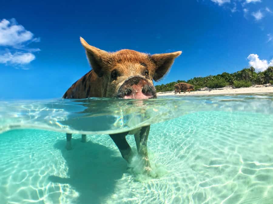 Koh Samui: Pink Dolphin, Pig Island, and Snorkeling Day Trip - The speedboat ride from Koh Samui