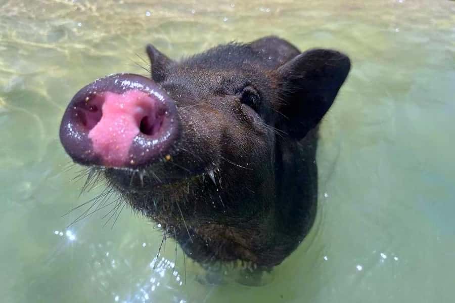 Koh Samui: Private Longtail Boat to Pig Island with Snorkel - Key things to know before booking