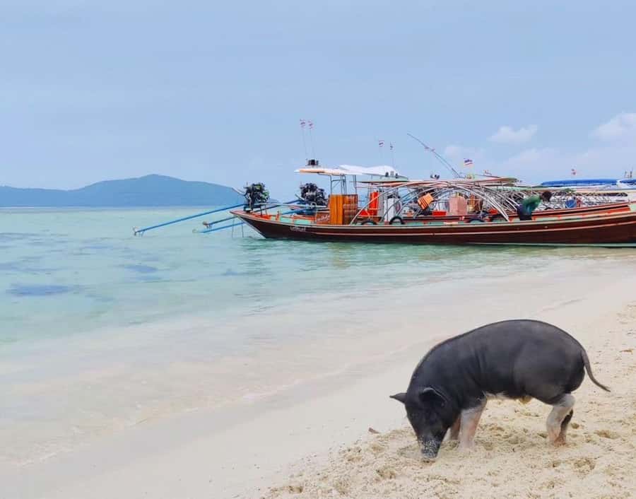 Koh Samui: Private Longtail Boat to Pig Island with Snorkel - What the $93 private price really buys you