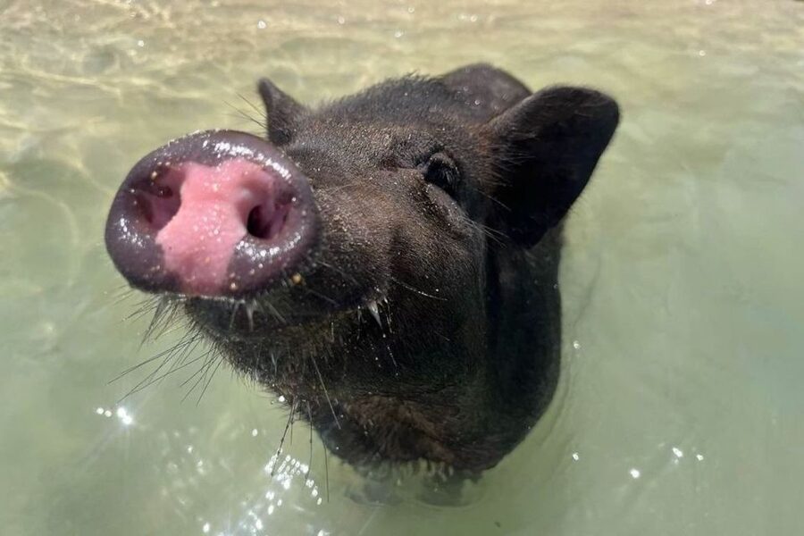 Koh Samui: Private Longtail Boat to Pig Island with Snorkel - Who will enjoy this outing most