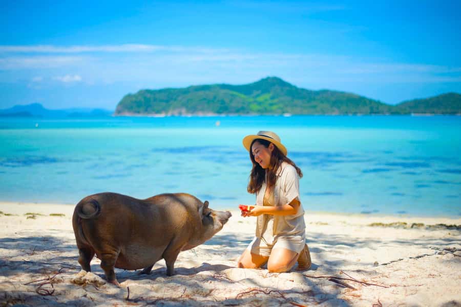 Koh Samui: Private Longtail Boat to Pig Island with Snorkel - Leaving from Thong Krut Pier