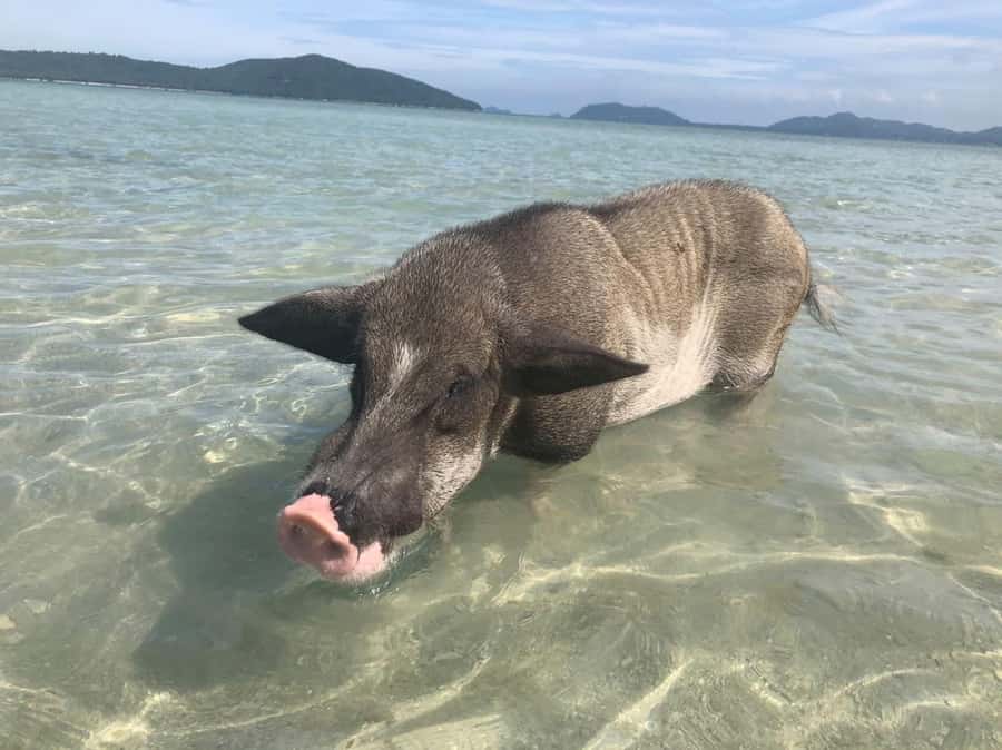 Koh Samui: Sunset Pig Island and Snorkeling Koh Tan w/Dinner - Why Pig Island makes this afternoon different