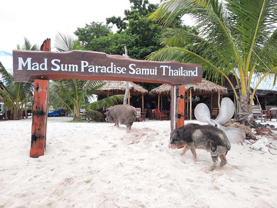 Koh Samui: Sunset Pig Island and Snorkeling Koh Tan w/Dinner - The sunset is the quiet high point