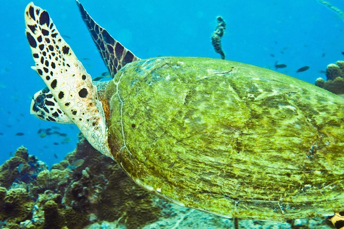 Koh Tao and Koh Nang Yuan Snorkel Tour (Speedboat from Koh Samui) - Hotel pickup and the early start