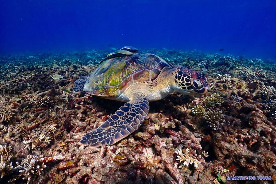 Koh Tao: Islands Snorkeling Highlights Day Tour & Lunch - The boat ride, crew, and pace of the day