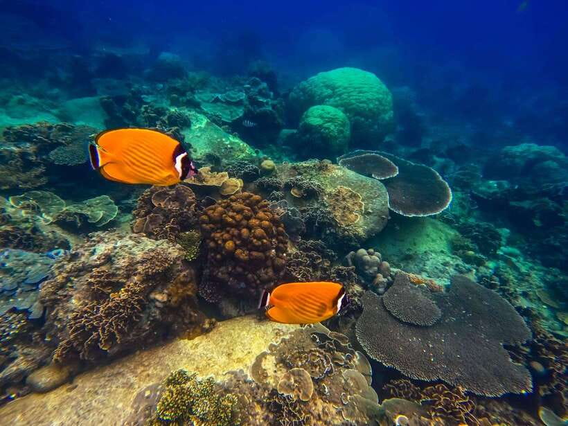 Koh Tao: Koh Nangyuan & Hidden Bays Snorkeling Tour w/ Lunch - Hin Wong Bay and the rhythm of repeated snorkels