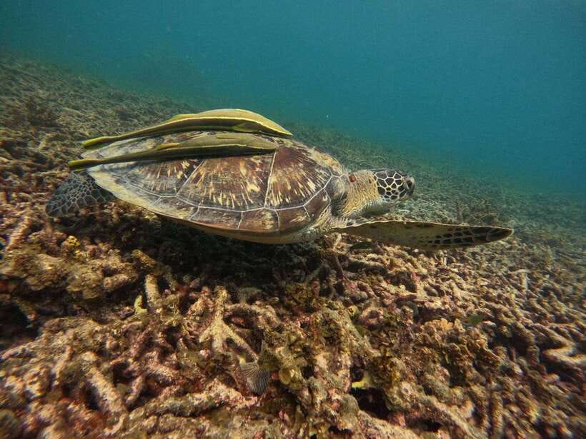 Koh Tao: Koh Nangyuan & Hidden Bays Snorkeling Tour w/ Lunch - Shark Bay and the best chance for big sightings