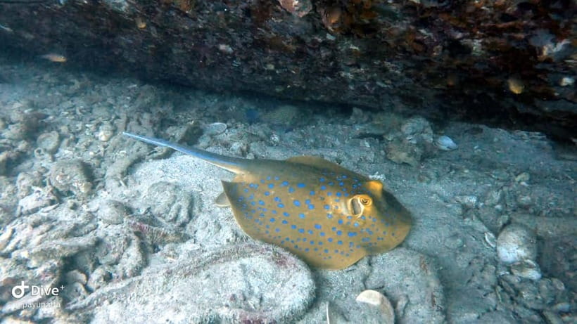 Koh Tao: Snorkeling and Sunset Tour - Why this Koh Tao sunset trip works