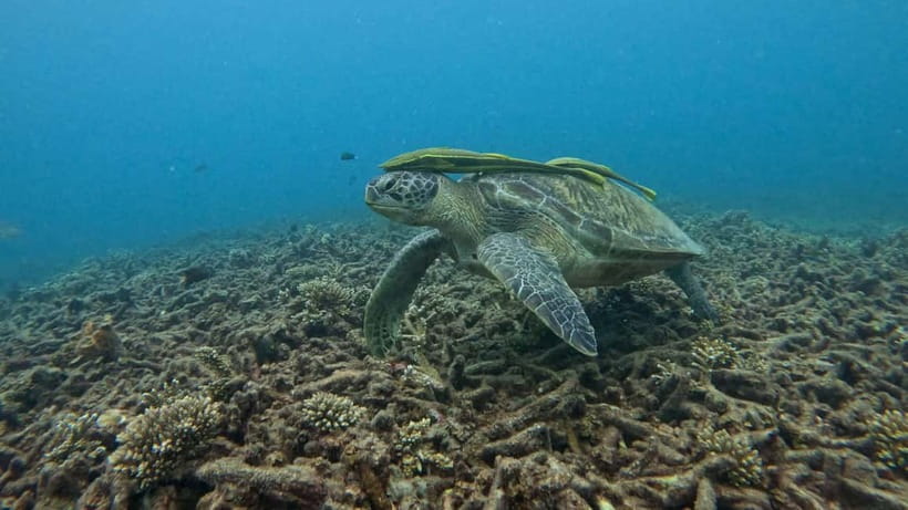 Koh Tao: Snorkeling and Sunset Tour - Two water stops, not a rushed swim