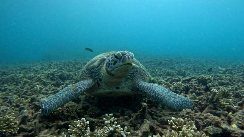 Koh Tao: Snorkeling and Sunset Tour - Guides who help you feel safe