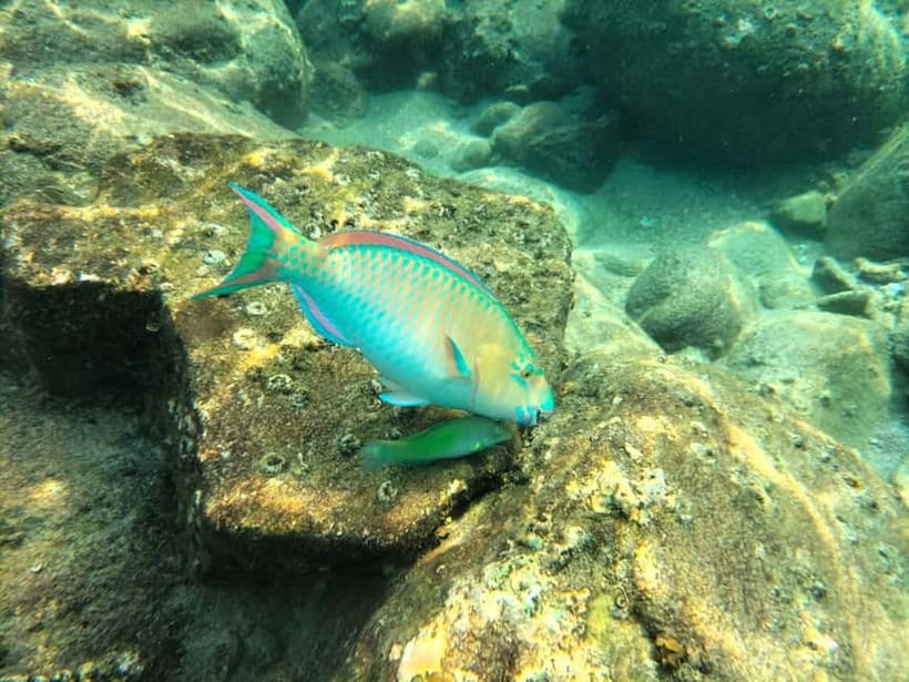 Koh Tao: Snorkeling and Sunset Tour - Who will enjoy this most
