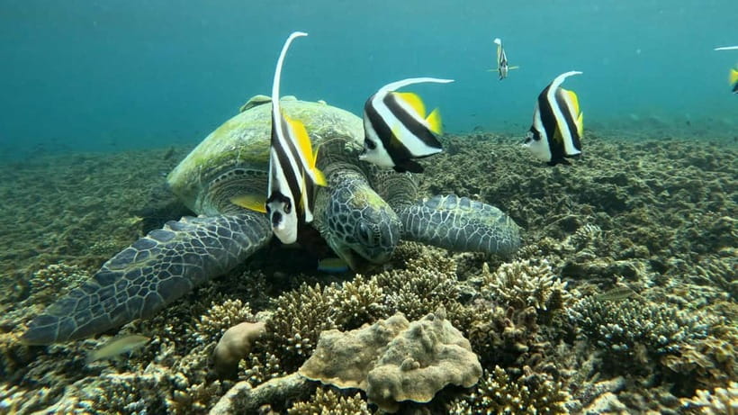 Koh Tao: Snorkeling and Sunset Tour - Turtles are the most reliable highlight
