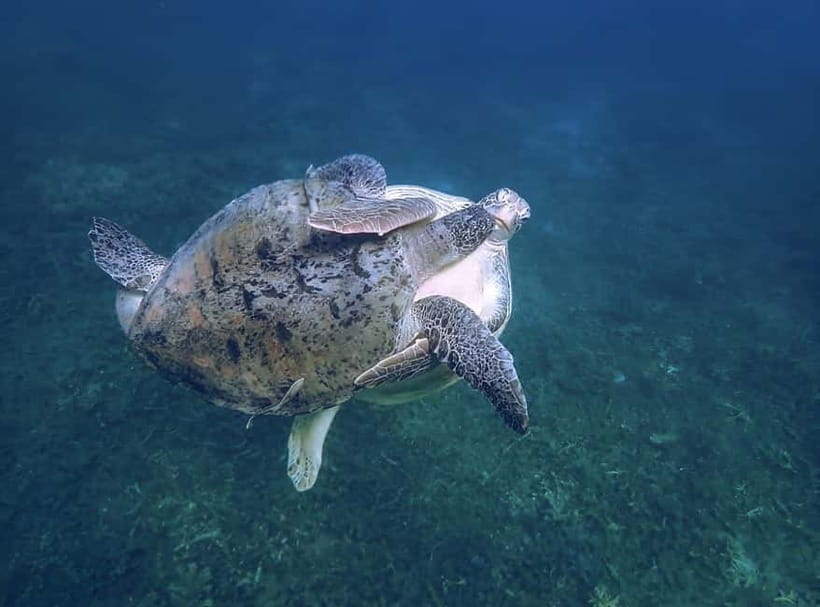 Koh Tao: Snorkeling Trip to Nang Yuan Island & Hidden Bays - Who will enjoy it most