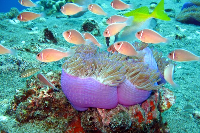 Koh Tao VIP Snorkelling Tour - Why Koh Tao Makes the Long Crossing Worthwhile