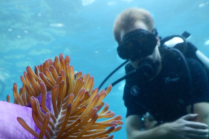 Koh Tao VIP Snorkelling Tour - The 90-Minute Speedboat Ride to Koh Tao