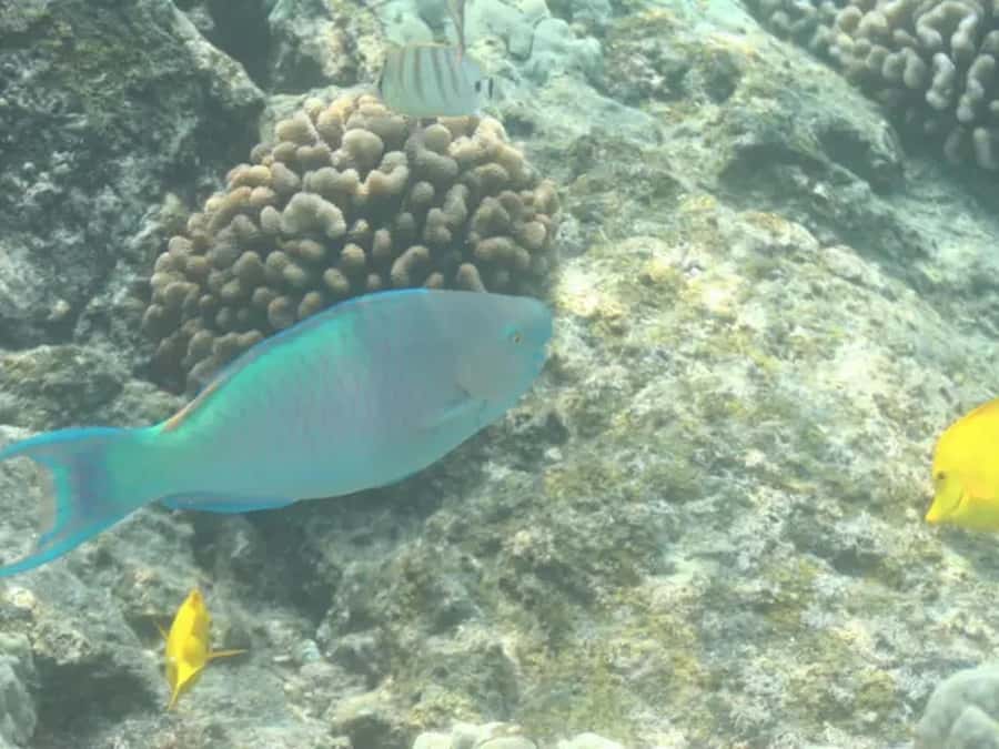 Kona: Captain Cook Snorkel Tour - Why Kealakekua Bay makes this tour special