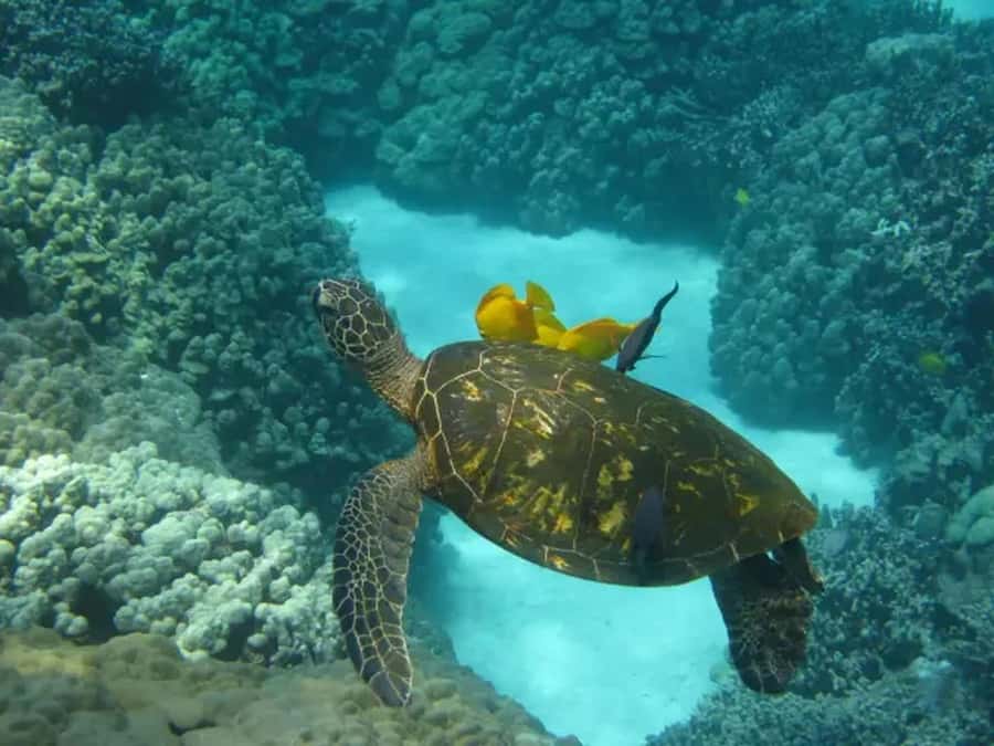 Kona: Captain Cook Snorkel Tour - Check-in at Keauhou Shopping Center, then down to the bay