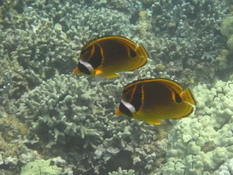 Kona: Captain Cook Snorkel Tour - One hour at Captain Cook Monument
