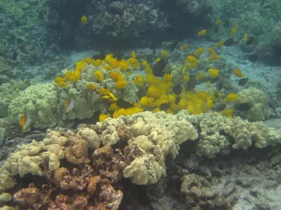 Kona: Captain Cook Snorkel Tour - The return cruise gives you time to dry off