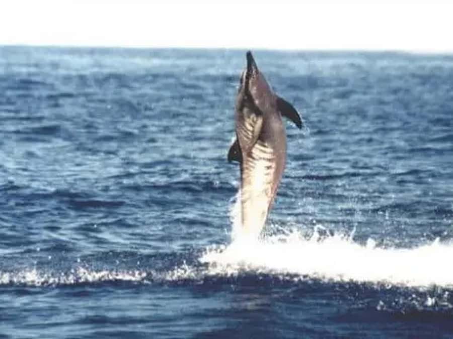 Kona: Captain Cook Snorkel Tour - Should you book the Captain Cook Snorkel Tour?