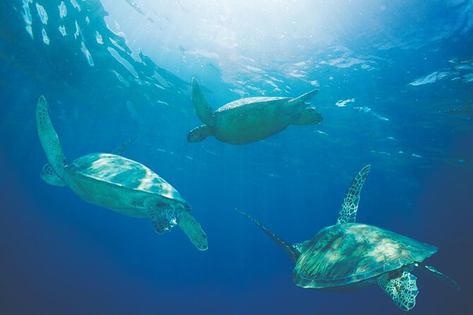 Kona Catamaran Snorkel Sail with Lunch - Finding Honokohau Small Boat Harbor