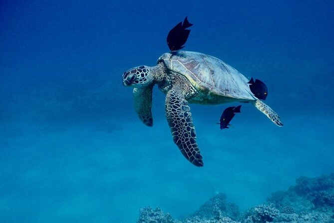Kona Catamaran Snorkel Sail with Lunch - Weather, cancellations, and small-group uncertainty