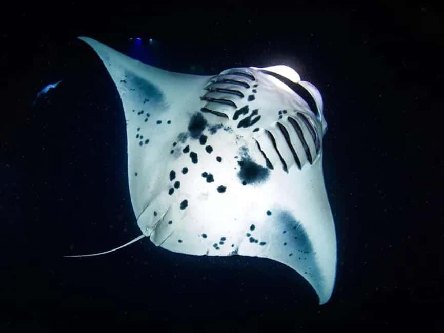 Kona: Manta Ray Night Snorkel Adventure - Why Kona’s manta encounter is so special