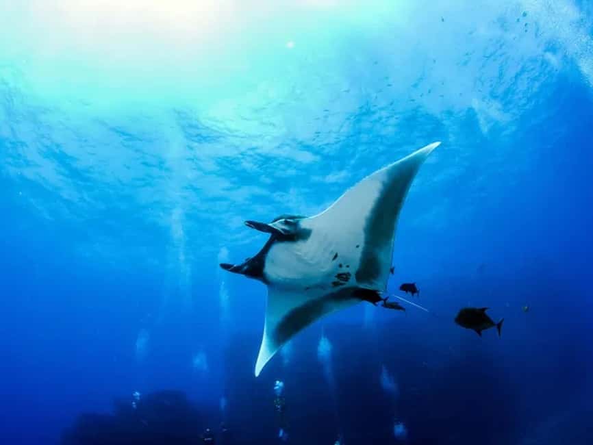 Kona: Manta Ray Night Snorkel Adventure - The 20-minute safety briefing