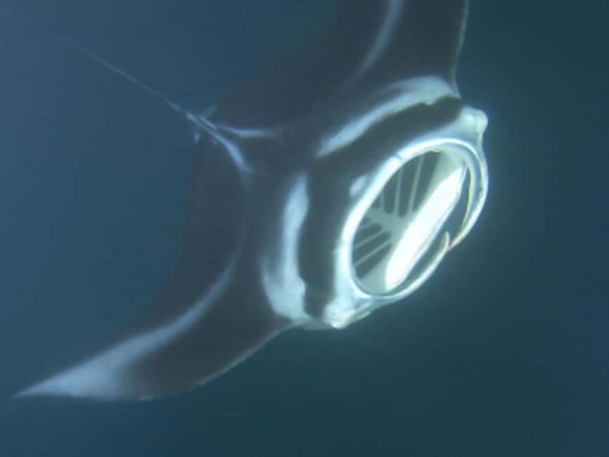 Kona: Manta Ray Night Snorkel Adventure - Is $107 a fair price?