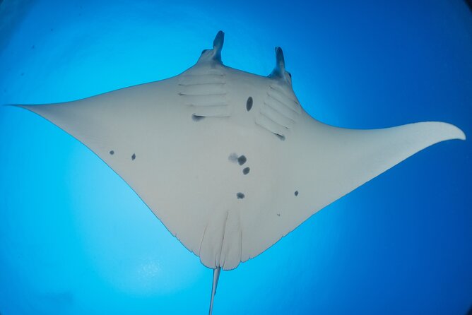 Kona Manta Ray Night Snorkel Adventure! Small Group - Keauhou check-in and the first 40 minutes