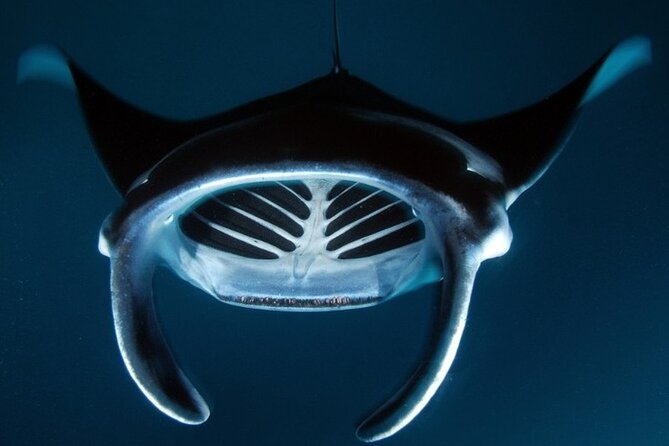 Kona Manta Ray Night Snorkel Adventure! Small Group - Water conditions, cold, and comfort